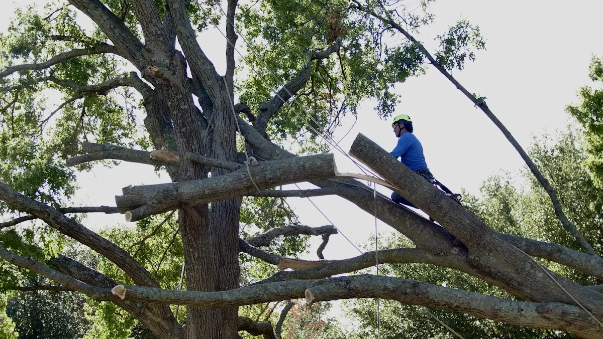 Professional Crown Thinning performed by certified arborists in Mc Afee